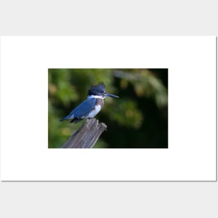 Belted Kingfisher - female (Ceryle alcyon) Posters and Art